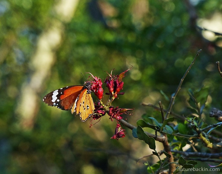 African monarch butterfly feeding from flower