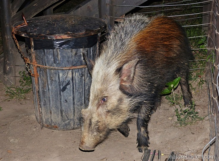 Male bushpig at dustbin at tented camp, iMfolozi rest camp