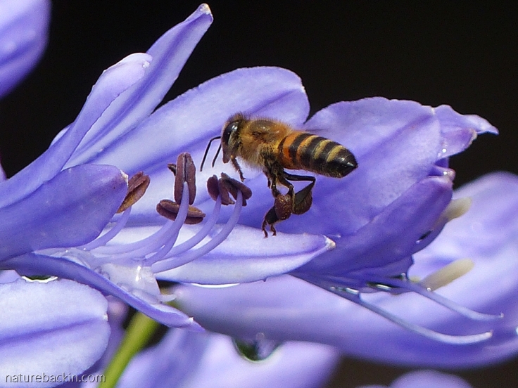 Honeybee seeking nectar at agapanthus flower
