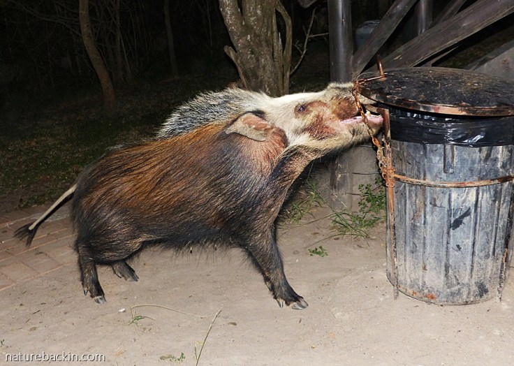 Bushpig trying to open rubbish bin, tented camp Mpila, iMfolozi Park