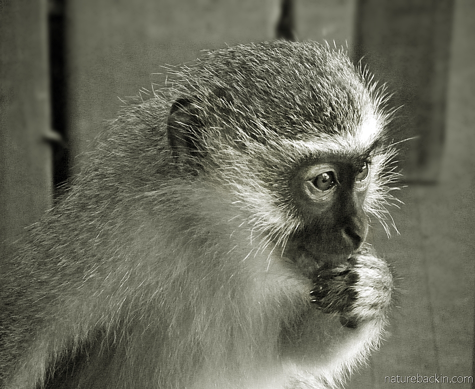 Thoughtful juvenile vervet monkey in a suburban garden, South Africa