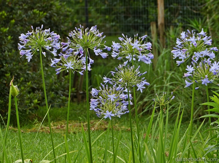 A stand of agapanthus in flower in a KwaZulu-Natal garden