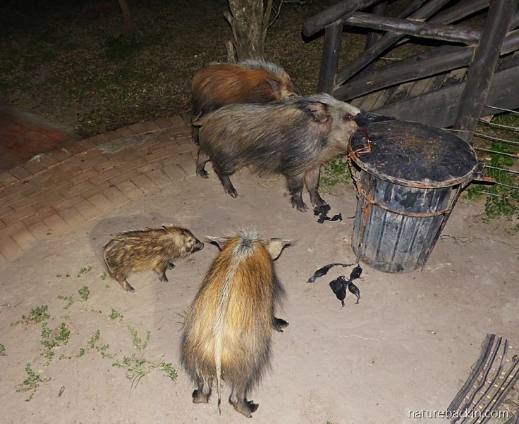 Bushpig family at dustbin, safari tented camp, Hluhluwe-iMfolozi Park