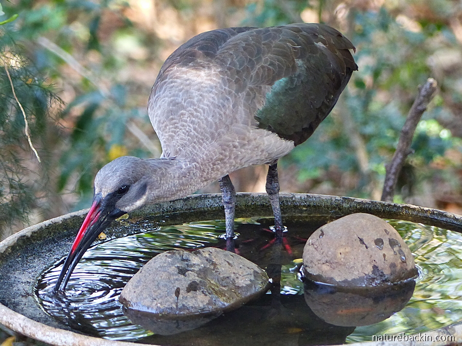 Hadeda ibis drinking from bird bath, KwaZulu-Natal