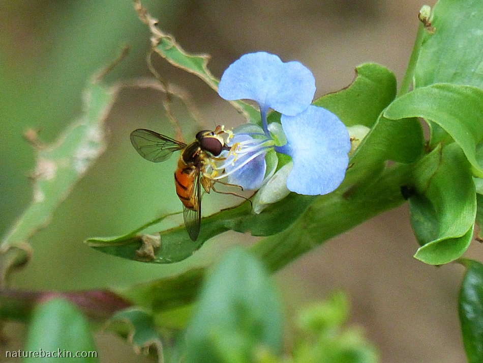 Twinkle Insects Rediscovering a sense of wonder: Seeing insects as tiny treasures ...