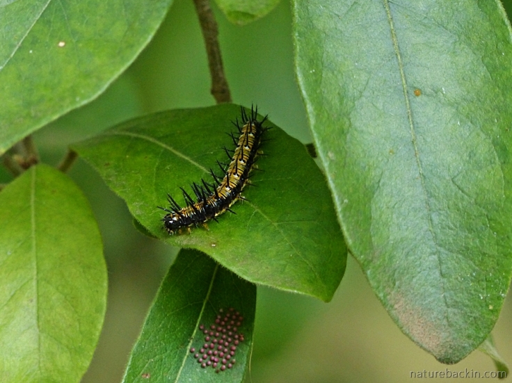 Caterpillar of the Blood-red Acraea on the leaf of an African dog rose