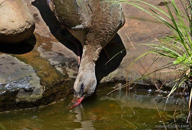 Hadeda ibis drinking from a garden pond