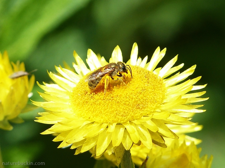 10 Solitary-bee-on-flower