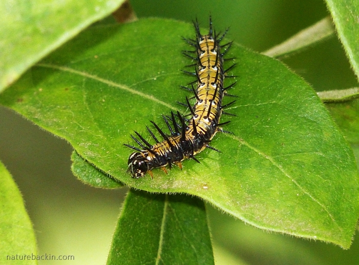 Caterpillar of the Blood-red Acraea butterfly on an African dog rose