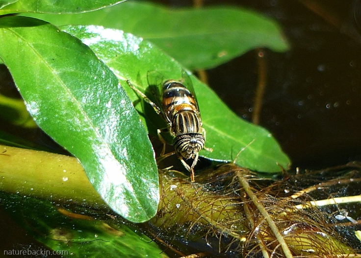 12 Hoverfly-drinking