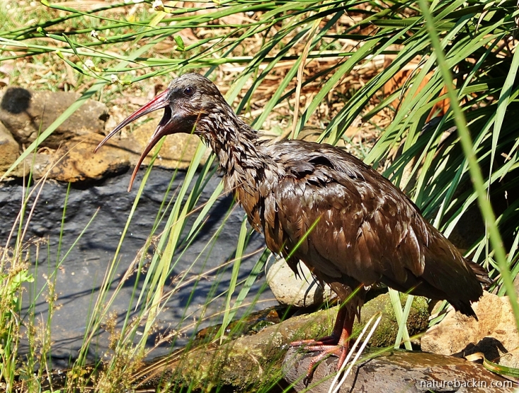 Wet hadeda jaw-stretching while preening after bathing in garden pond