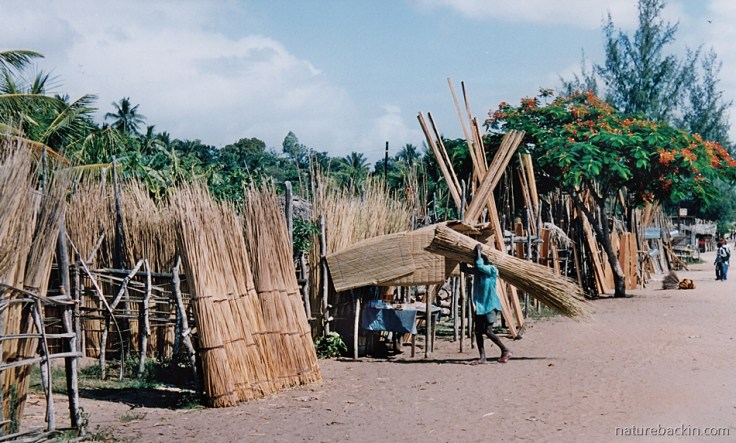 17 Mozambique-thatch-timber-for-sale