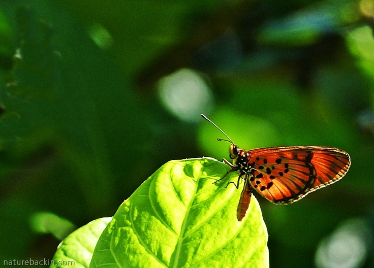 Male Blood-red Acraea butterfly (Acraea petraea)