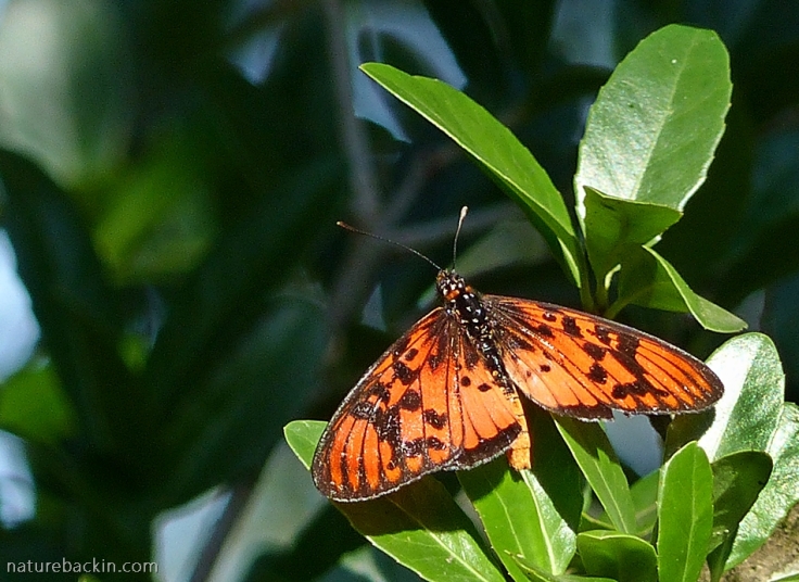 Male Blood-red Acraea butterfly perching with wings spread