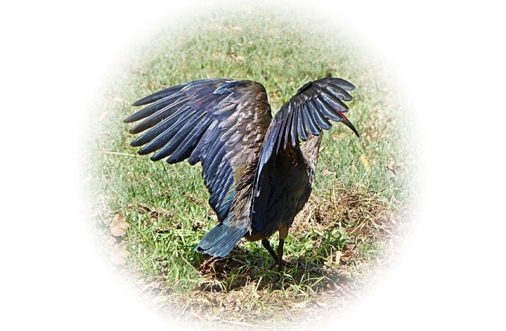 Hadeda ibis stretching its wings after preening