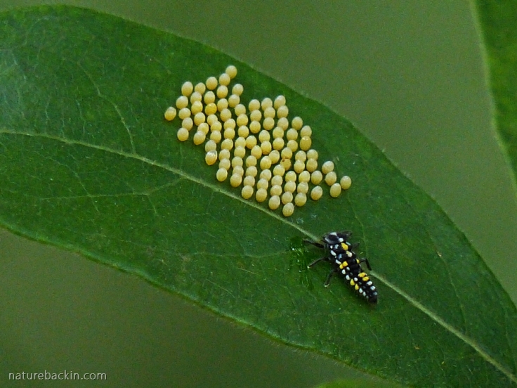 Eggs of the Blood-red Acraea butterfly with ladybird larva
