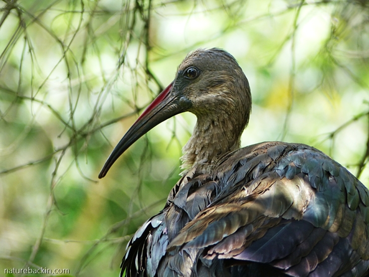 Portrait of a hadeda ibis