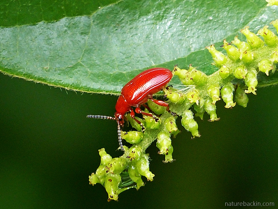 Twinkle Insects Rediscovering a sense of wonder: Seeing insects as tiny treasures ...