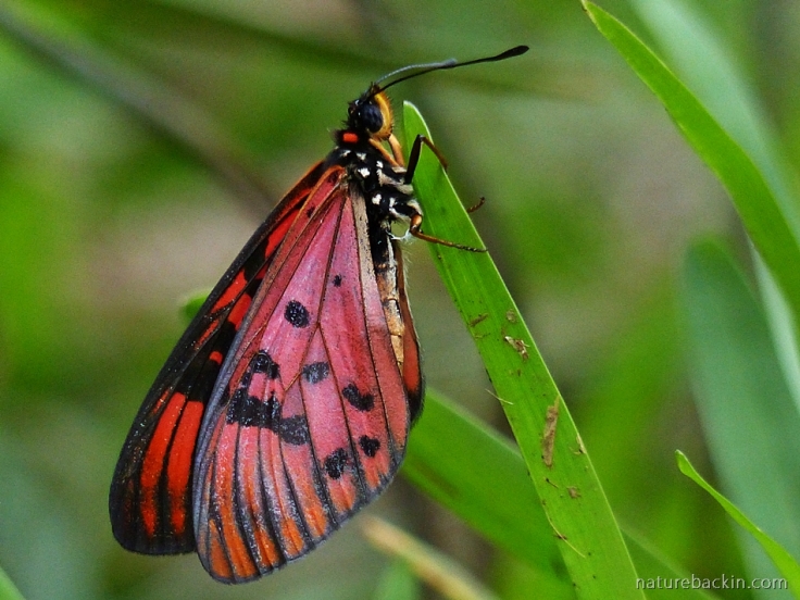 Male Blood-red Acraea butterfly