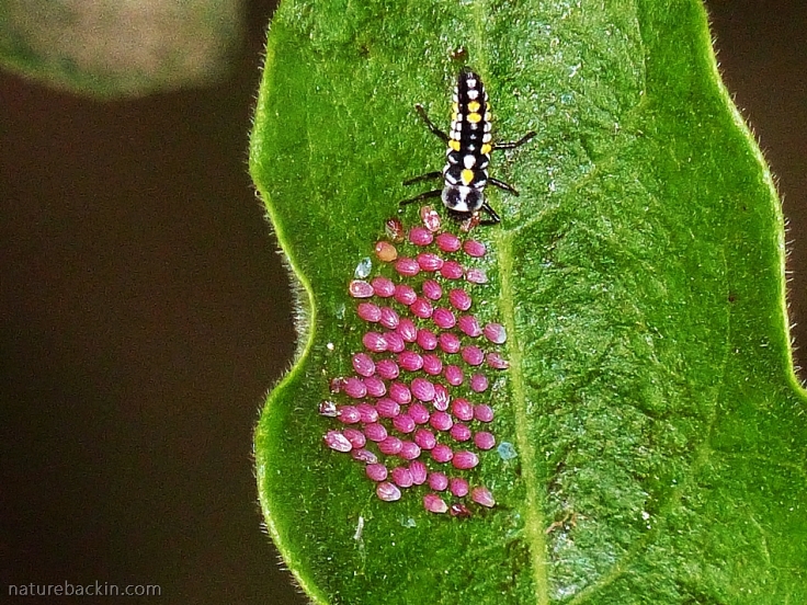 Ladybird larva feeding on eggs of the Blood-red Acraea butterfly