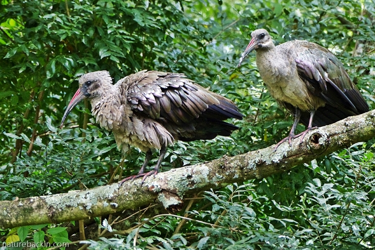 Pair of hadeda ibis perched in a tree in a suburban garden, South Africa