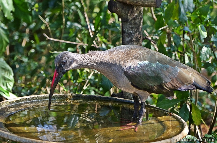 Hadeda ibis standing in garden pond
