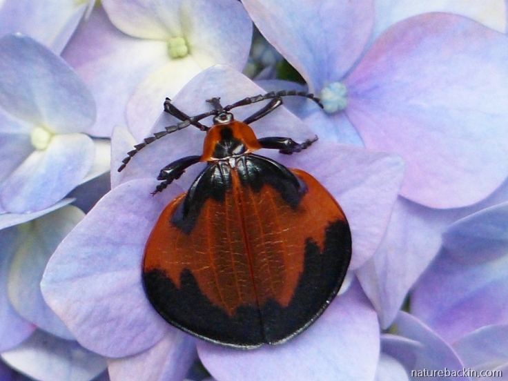 4 Net-winged-beetle