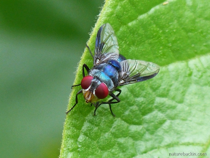 5 Blow-fly