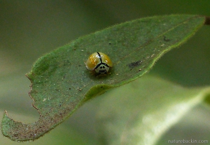 Black-ringed ladybird on a leaf in an African dog rose