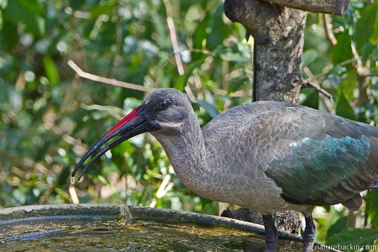 Hadeda ibis drinking from birdbath in a suburban garden