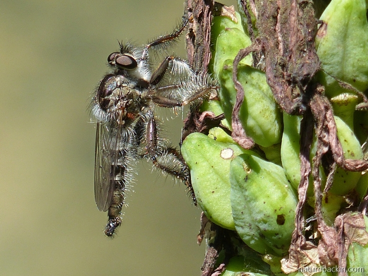 6 Robber-fly
