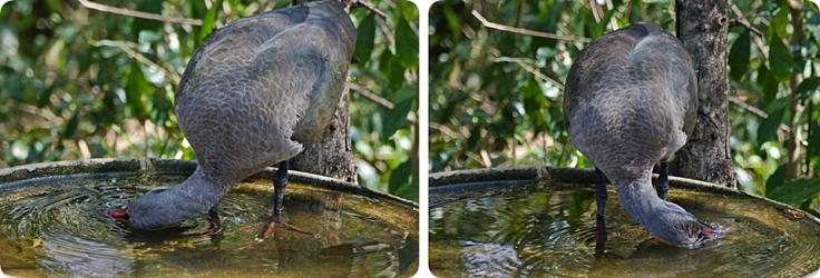 7 Hadeda-ibis
