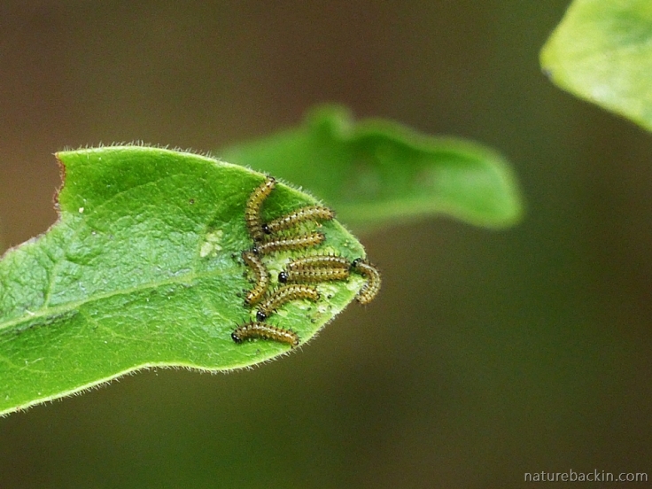 Caterpillars of the Blood-red Acraea butterfly eating the leaf of an African dog rose