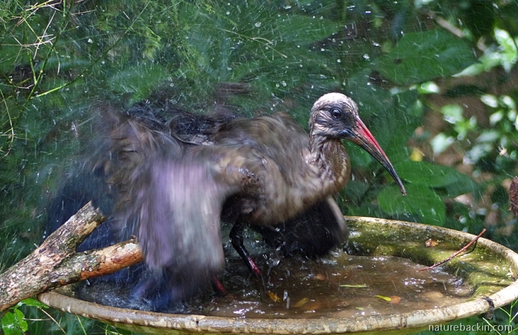 Hadeda ibis bathing in a bird bath in a suburban garden