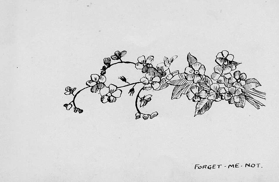 Sketch of English wildflower: Forget-me-not