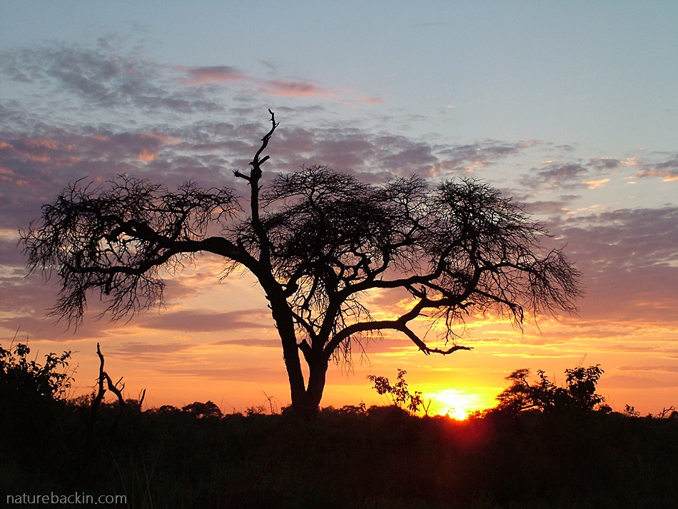 Camelthorn silhouette and sunrise at Savuti, Chobe National Park, Botswana