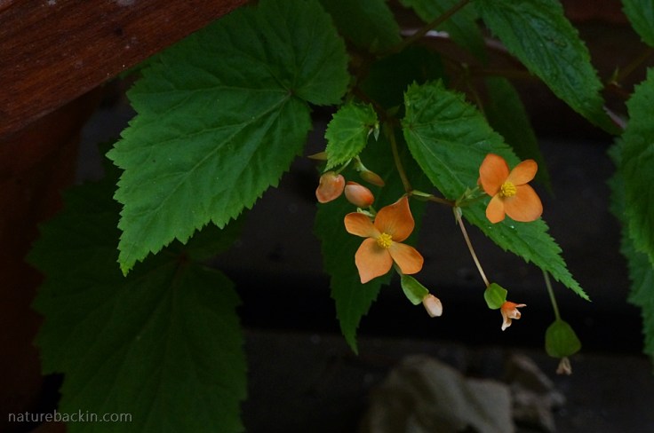 Wild Orange Begonia, South Africa