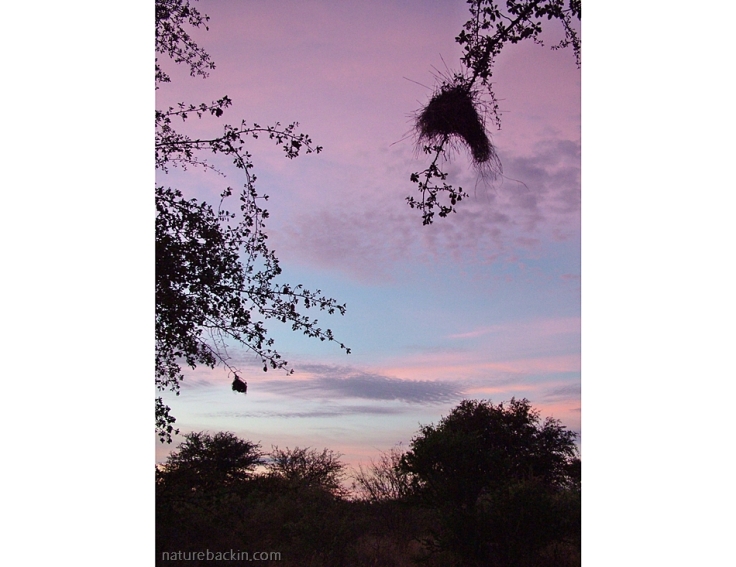 Dawn sky at Leopard Pan camp, Central Kalahari Game Reserve