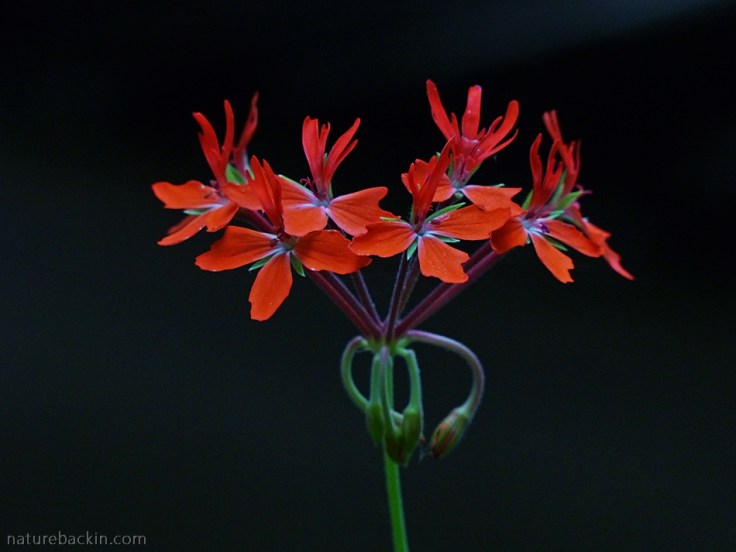 Flower of a potted pelargonium