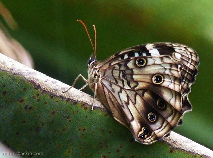 Paralethe dendrophilus, Forest Beauty butterfly with wings closed