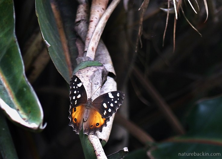 Paralethe dendrophilus or Forest Beauty butterfly in a KwaZulu-Natal garaden