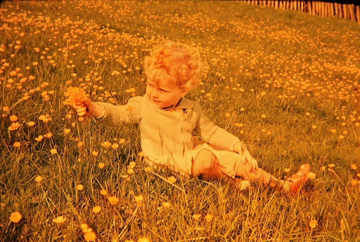 Buttercup meadow with small child in 1960s England