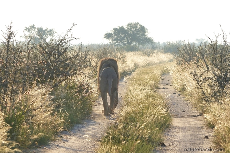 Lion walking on tracks of road at dawn, Central Kalahari Game Reserve