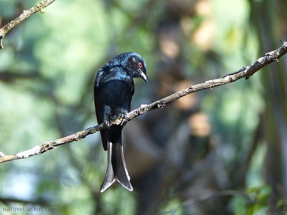 A feisty strategist: The Fork-tailed Drongo – letting nature back in