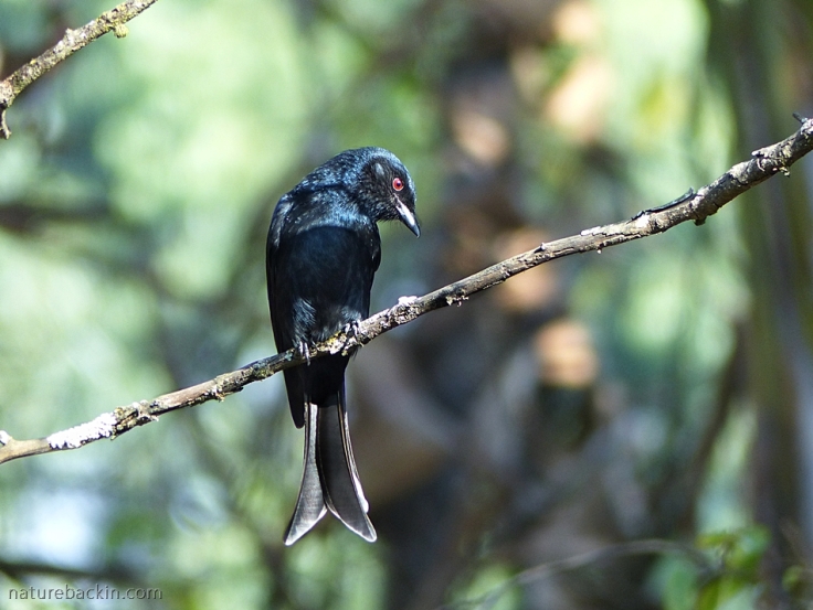 Fork-tailed Drongo waiting on perch to hawk insects