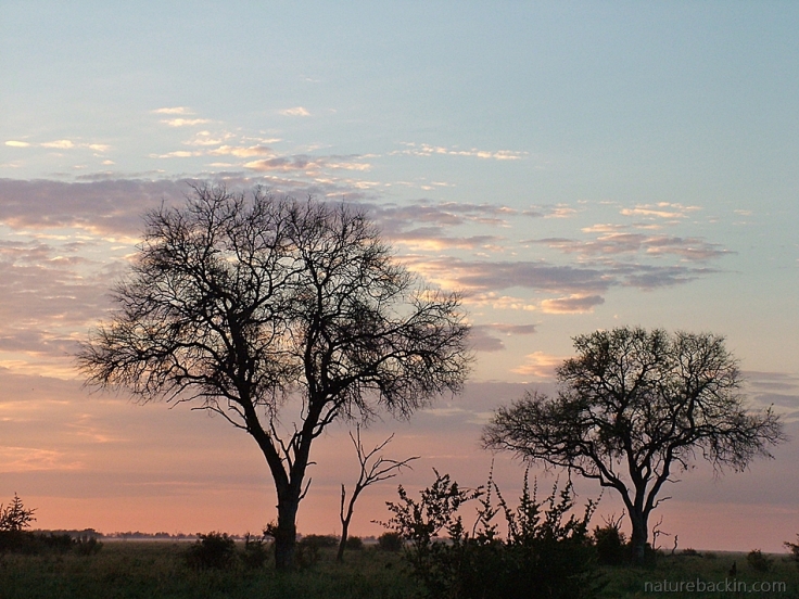 Tree silhouettes at dawn, Savuti, Botswana