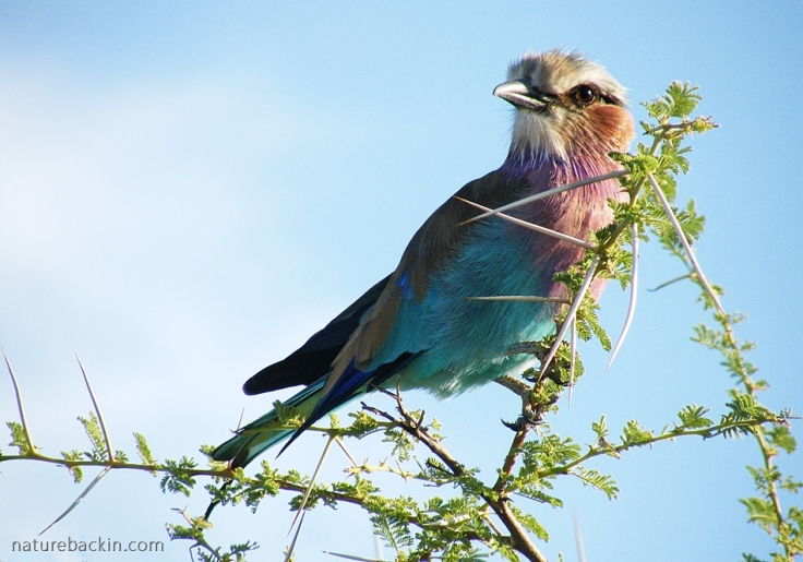 Lilac-breasted Roller in morning sunshine