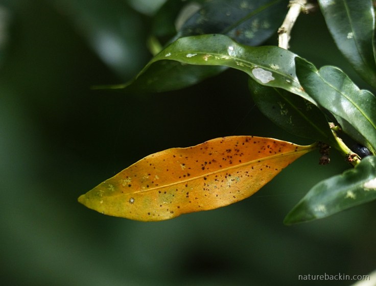 Autumn leaf in indigenous garden, South Africa