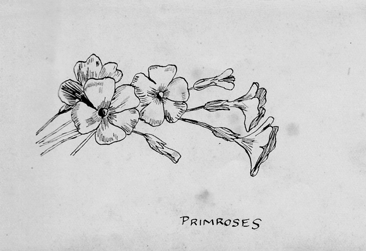 Pen-and-ink sketch of English primroses
