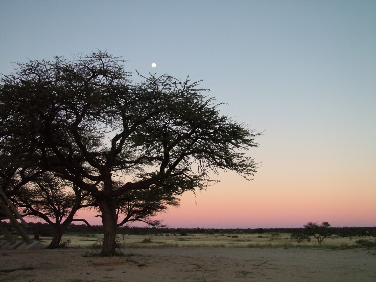 Moon above camelthorn tree at dawn, Mabuasehube, Botswana